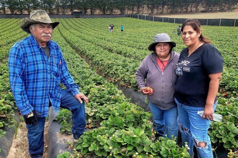 Three farmers in a berry field.