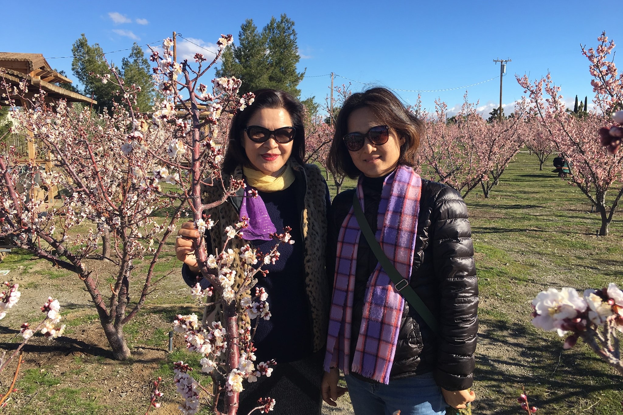 Two women standing in a blooming fruit orchard.