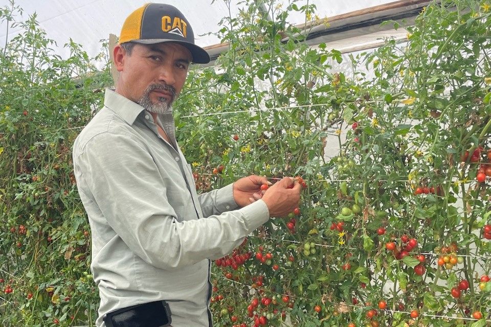 Man picking tomatoes.